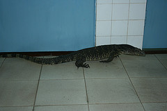 Water Monitor