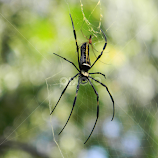Spider With Her baby by Debanil Bhattacharya -  