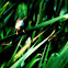 Plain Prinia or White-browed, Wren-Warbler