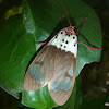 Croker's Tiger Moth