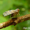 Cixiid Planthopper