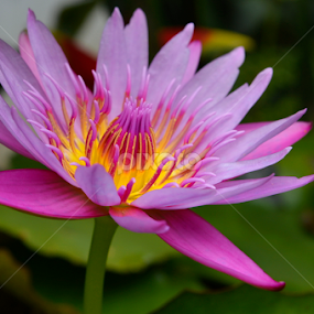 not so deep purple by Arri Alkatiri - Flowers Flowers 2011-2013