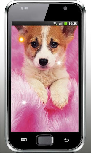 Pet Puppy HD Live Wallpaper