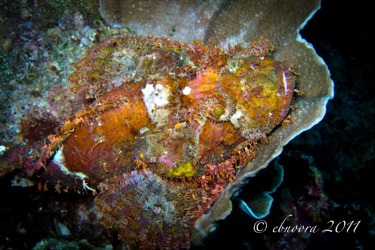 Scorpionfish