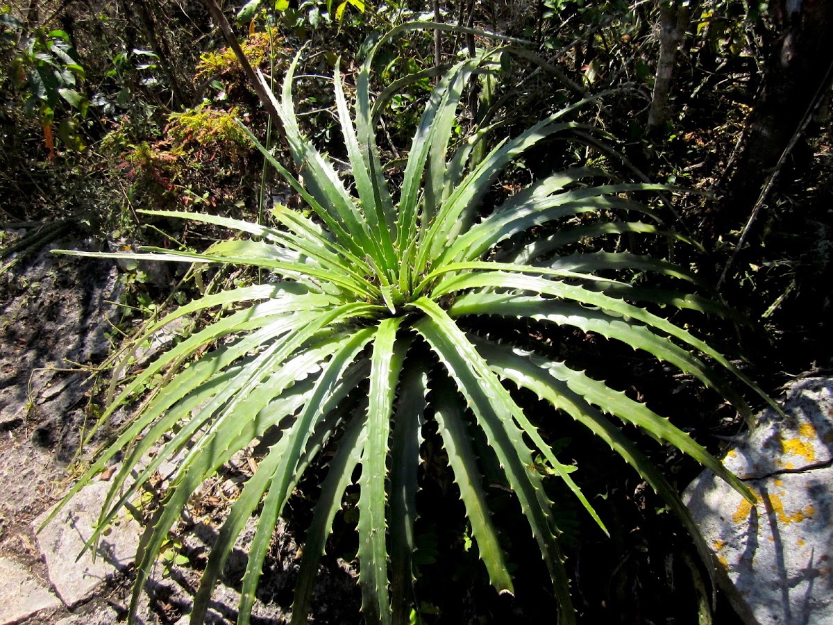Guapilla (Ground Bromeliad)