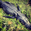 American Alligator