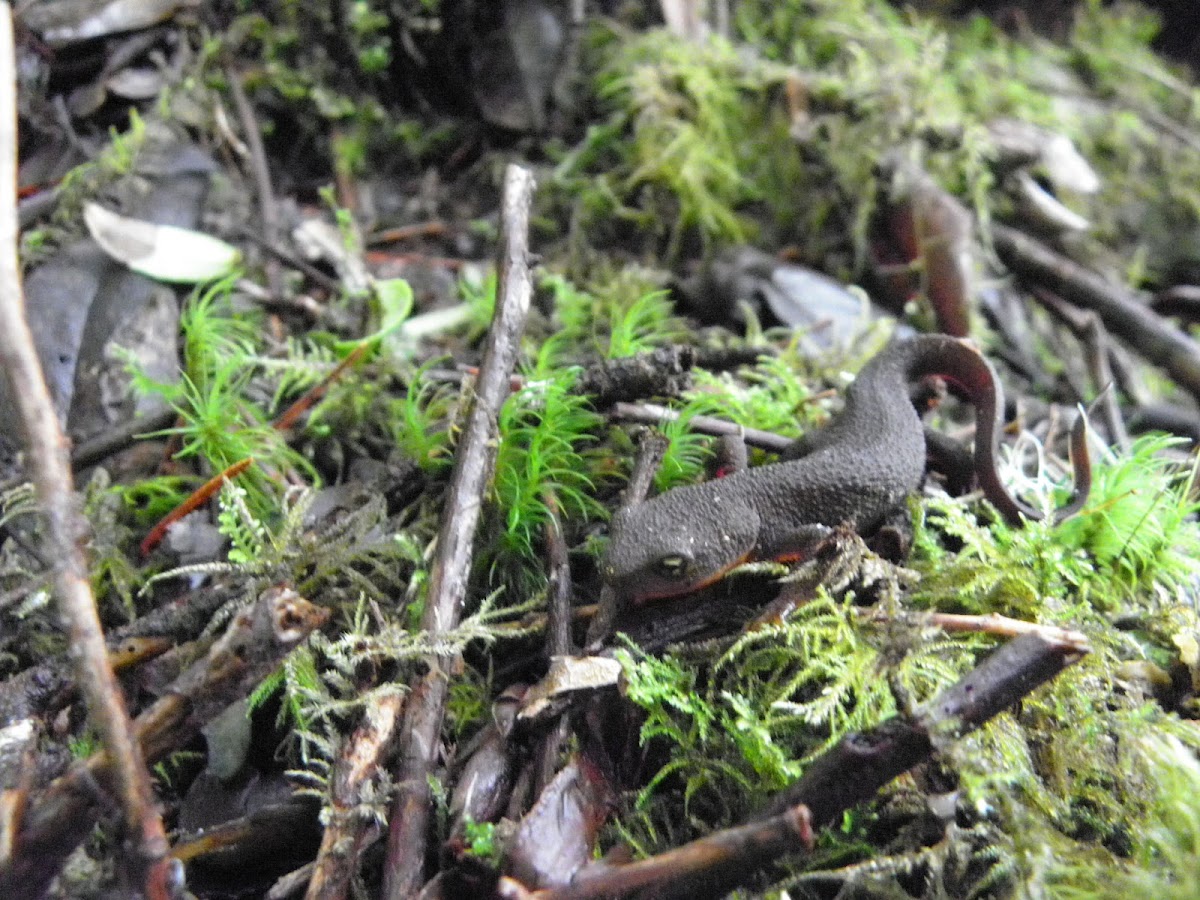 Oregon rough skinned newt