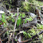 Oregon rough skinned newt