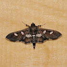 Grape Leafroller Moth