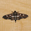 Grape Leafroller Moth