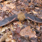 Tricolored Bat