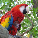 Scarlet Macaw