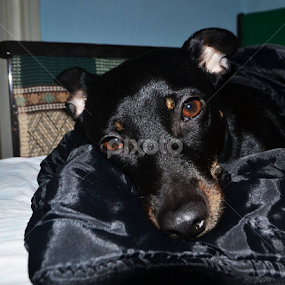 <3 by Bianca Oana - Animals - Dogs Portraits
