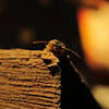 Leatherwing Beetle