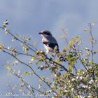 Southern Grey Shrike; Alcaudón Real