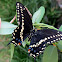 Black Swallowtail