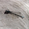 Damselfly