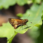 Skipper Butterfly