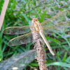 Spangled Skimmer Dragonfly (female)