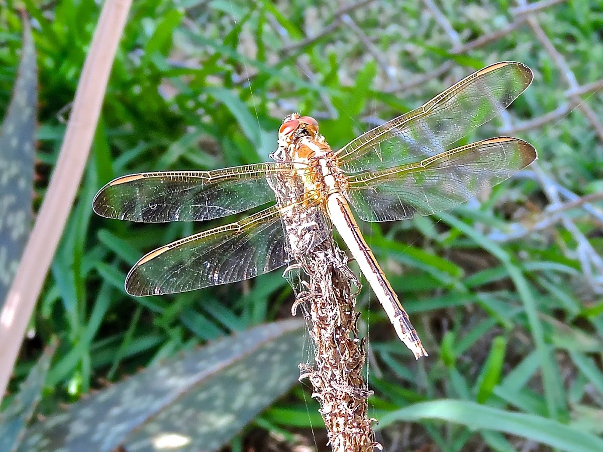 Spangled Skimmer Dragonfly (female)