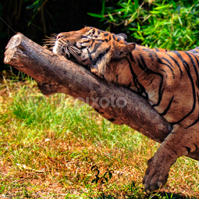 Sleepy Head by Andreas Sugiarto - Animals Lions, Tigers & Big Cats