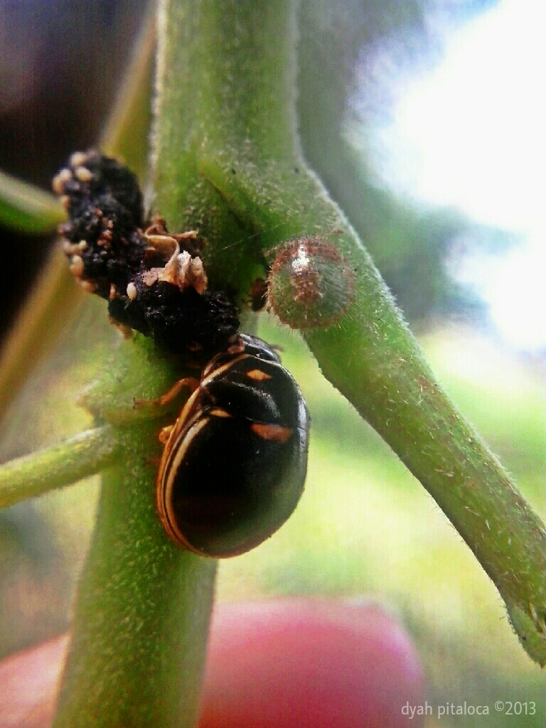 Black Shield Bug