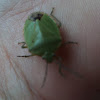 Kudzoo bug