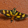 Orange-spotted Flower Moth/Red-waisted Florella Moth.