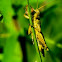 Large Grasshopper (or Locust)