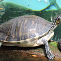 Peninsula Cooter