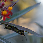 Monarch larva (caterpillar)