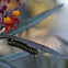 Monarch larva (caterpillar)