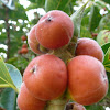 Ficus fruit