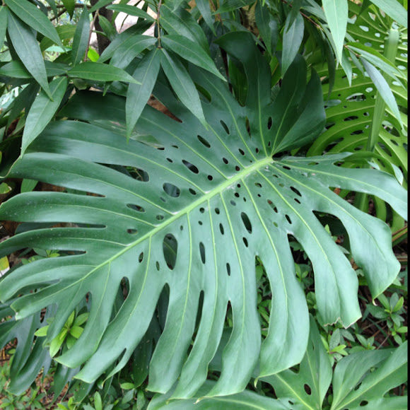 Fruit salad plant Project Noah