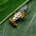 Paper Wasps