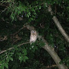 Boobook Owl
