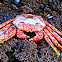 Grapsid Crab