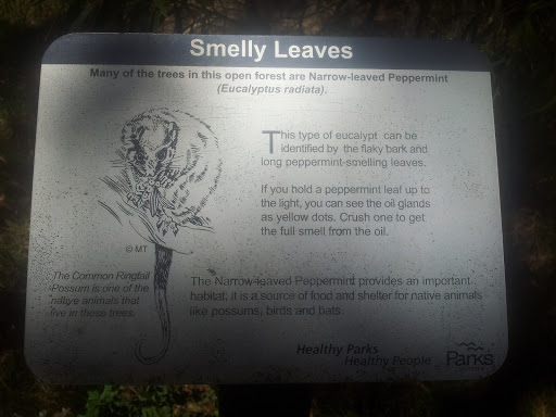 Smelly Leaves