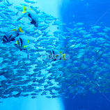 School of fishes with their masters by Anoop Namboothiri -  