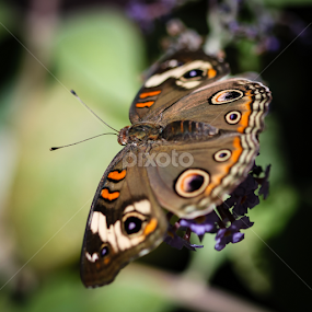 Common Buckeye Junonia Coenia by Henrik Lehnerer - Animals Insects & Spiders