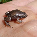 Eastern narrow-mouthed toad