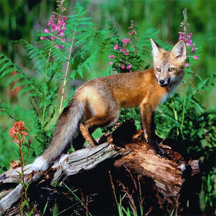 Animals Jigsaw Puzzles - Apps on Google Play