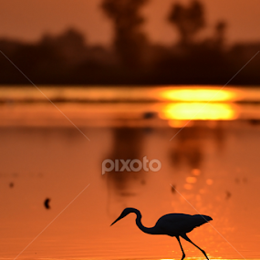 by Jignesh Chauhan - Animals Birds
