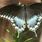 Spicebush Swallowtail
