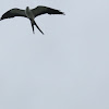 Elanio Tijereta, Swallow-tailed kite