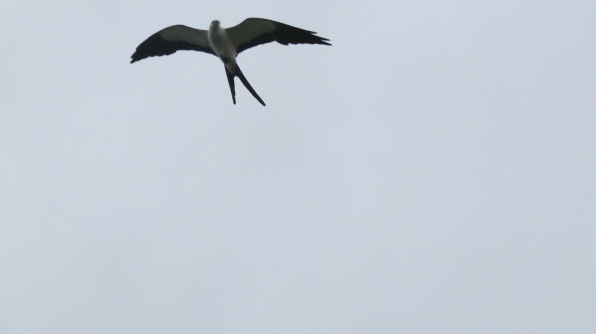 Elanio Tijereta, Swallow-tailed kite