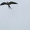 Elanio Tijereta, Swallow-tailed kite