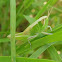 Grasshopper (Nymph)