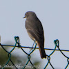 Black Redstart; Colirrojo Tizón