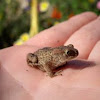 juvenile European Toad